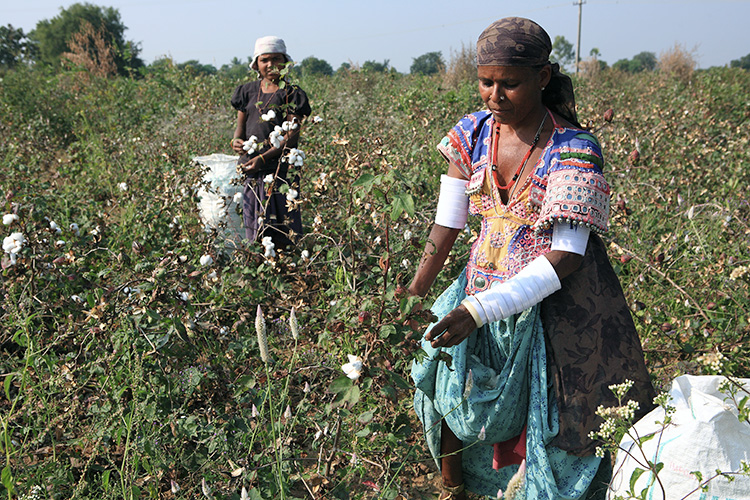 オーガニックコットン収穫時の様子