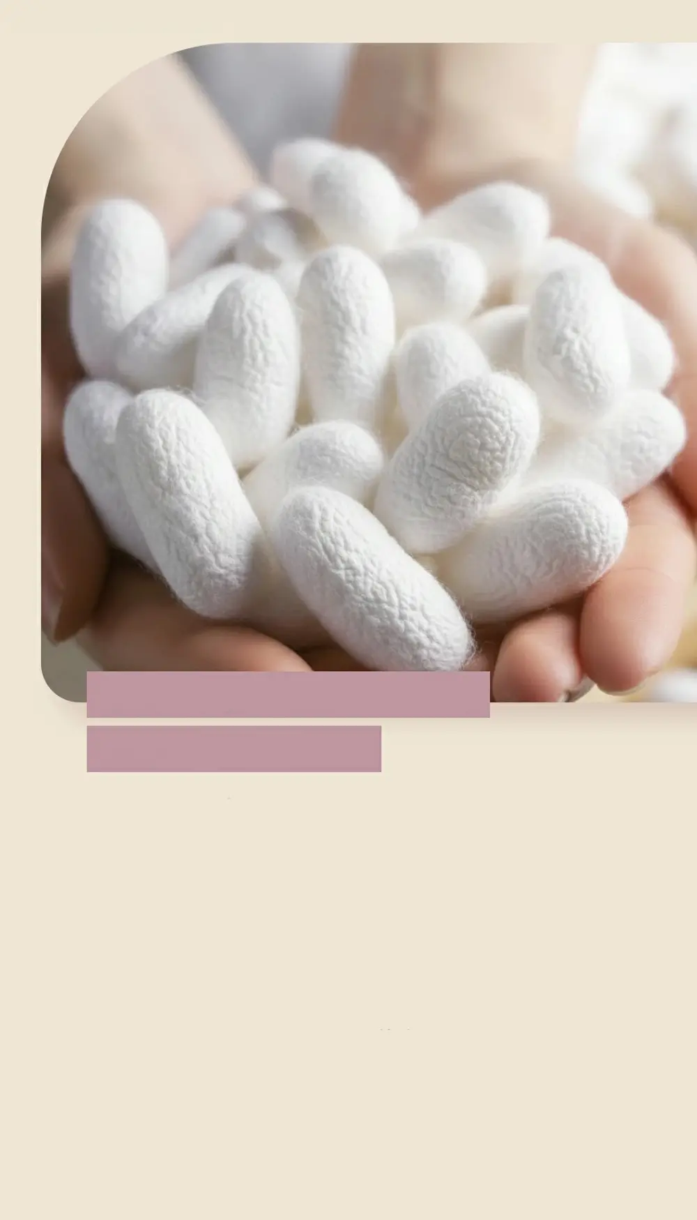 レディースシルク手袋の素材原料を紹介する説明画像。蚕の繭のイメージ