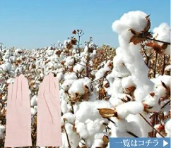 オーガニックコットンUV手袋の一覧はこちら
